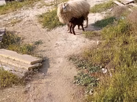 Qoyun, Qoyunlar — foto 2