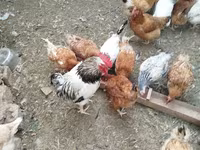 Chickens — Foto 4