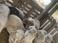 Ovce, Blackheaded Persian sheep — foto 4
