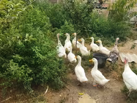 Ducks — الصورة 2