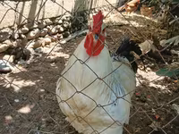 Chickens — photo 2