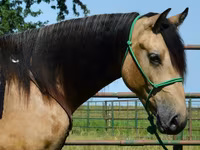 Hengst, Gypsy horse — Foto 5