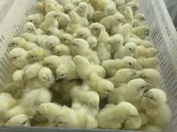 Chickens — Foto 5