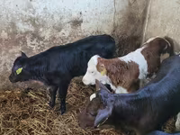 Bovinos (lote, sexo no especificado), Ganado vacuno — foto 4
