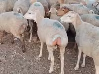 Sheep (batch, sex not specified), Sheep — photo 3