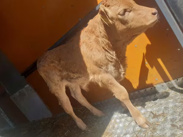 公牛, Simmental cattle