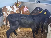 Býk, Simmental cattle — foto 4