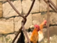 Chickens — photo 6