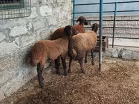 Qoyun, Blackheaded Persian sheep — foto 3
