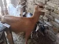 Cabras (lote, sexo não especificado), Cabras — foto 1