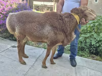 Sheep (batch, sex not specified), Sheep — photo 2