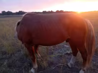 Cavalo, Cavalos — foto 4