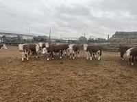 ВРХ (партія, стать не вказано), Велика рогата худоба — фото 5