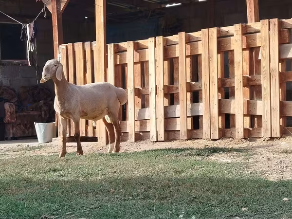 Ram, Rhon sheep