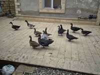 Ducks — zdjęcie 1