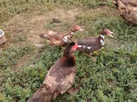 Ducks — फ़ोटो 7