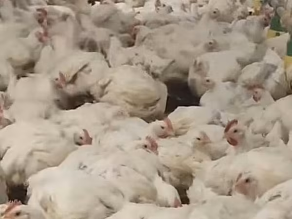 Chickens — Azərbaycan