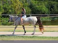 Madyan, Skyros Pony — foto 6