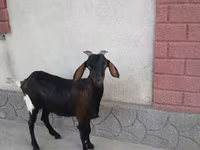 Goat, Nubian Goat — photo 1
