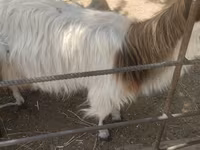 Goat, Goats — photo 1