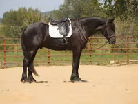 At, Friesian — foto 1
