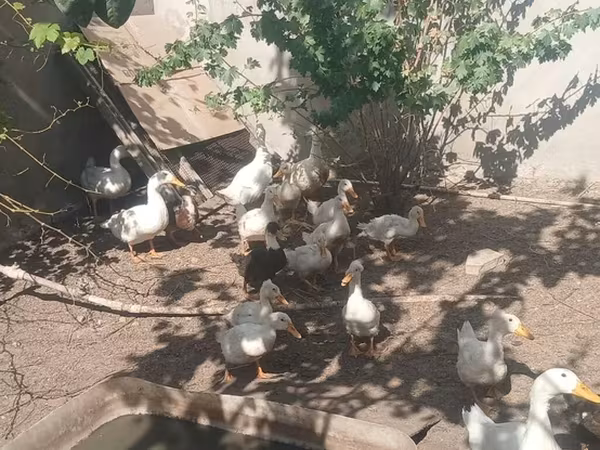 German Pekin — Azerbaijan