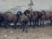 Qoç, Qoyunlar — foto 2