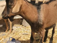 Kozioł, Alpine goat — zdjęcie 1