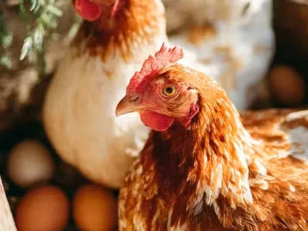 Chickens