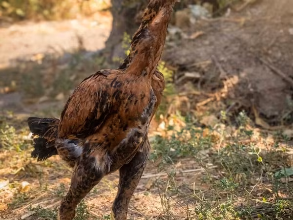 Gallo de pelea de fosa australiano