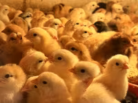 Chickens — photo 4