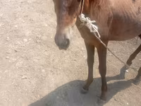 Horse (M), Horses — photo 2
