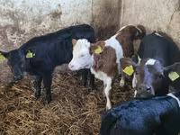 Bovinos (lote, sexo no especificado), Ganado vacuno — foto 1