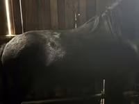 Caballo, Caballos — foto 3