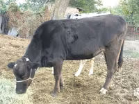 गाय, Swiss cattle — फ़ोटो 1