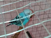 Məhsul: Dalmatin naxışlı mavi-bulat rəngli dalğa papuqayı (budgerigar) — Foto 3