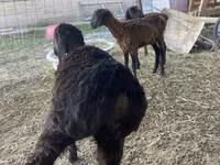 Qoç, Kazakh fat-tailed coarsewool sheep — foto 1