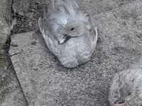Ducks — الصورة 1