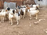 Goat, Damask goat — photo 4