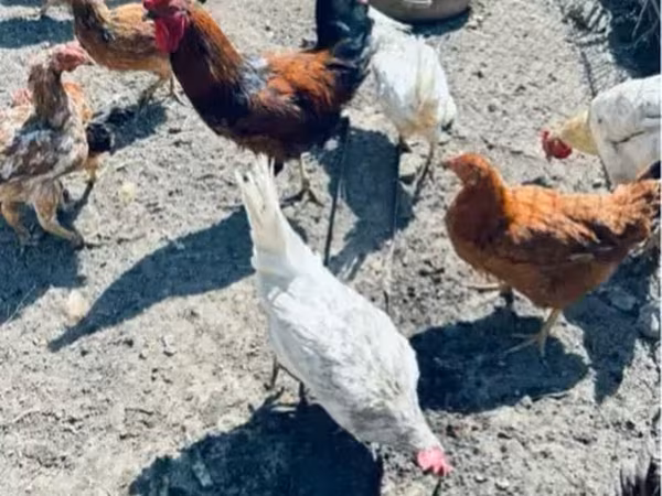 Chickens — أرمينيا