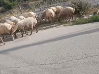 Ram, Sheep — photo 3