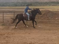 Madyan, National Show Horse — foto 4
