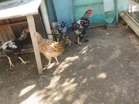 Brahma — foto 5