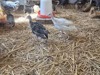 Turkeys — photo 1