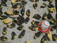 Ducks — foto 2