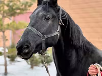 Toychoq, Akhal-Teke — 1-rasm