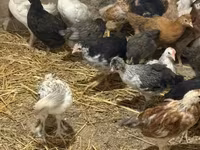 Chickens — photo 4