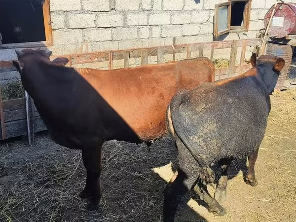 Buğa, Mal-qara — Azərbaycan