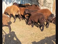 Qoç, Qoyunlar — foto 1