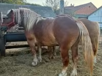 Klisna, Hungarian horse breed — foto 4